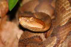 可怕的铜斑蛇蕲蛇contortrix