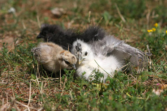 silkie<strong>鸡年</strong>轻的