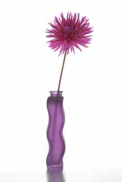 单紫色的达莉亚花