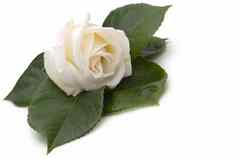 美丽的奶油白色玫瑰床上玫瑰叶子