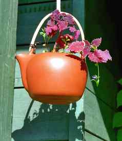室内植物红色的茶壶