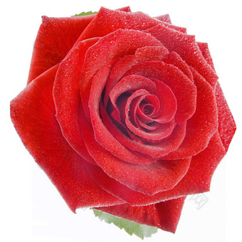 孤立的美丽的玫瑰<strong>小水滴</strong>
