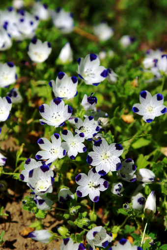 小蓝色的白色野花