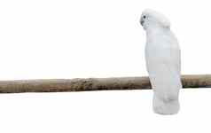 白色鹦鹉波兰