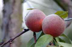 成熟的桃子水果分支