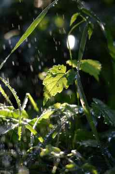 下降雨滴绿色草早....