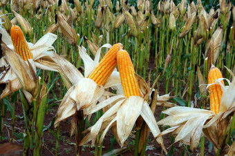 实验花园黄色的玉米越南农业玉米