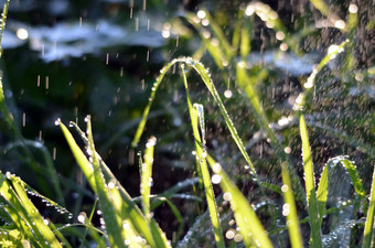 早....雨绿色草