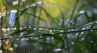 早....雨绿色草