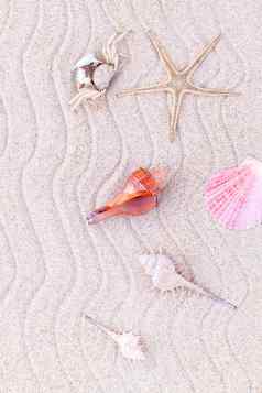 海贝壳海星蟹海滩沙子夏天海滩