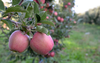 红色的苹果日益增长的果园