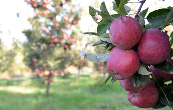 红色的苹果日益增长的果园