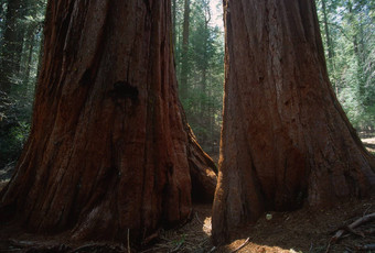 巨大的红杉资本树
