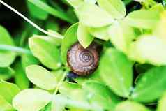 蜗牛叶花园绿色草