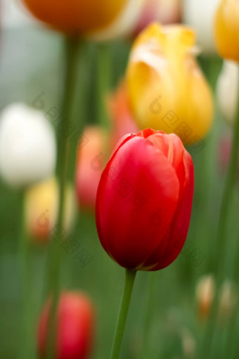 郁金香花假期