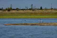 rabisha湖集团鹭鸟放松水半岛飞行海岸