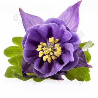 单紫罗兰色的花耧<strong>斗</strong>菜寻常的孤立的白色背景