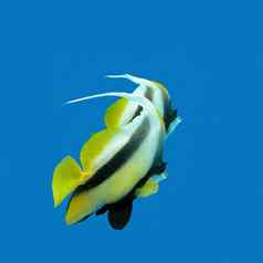 异国情调的鱼旗鱼背景蓝色的水水下