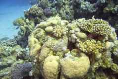 色彩斑斓的珊瑚礁大脑珊瑚热带海