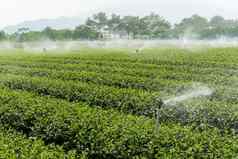 茶花园水喷水灭火系统系统