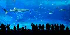 巨大的鲸鱼鲨鱼水族馆