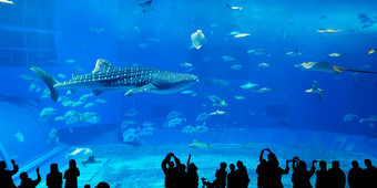 日本冲绳水族馆