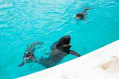 海豚鲸鱼鲨鱼水族馆