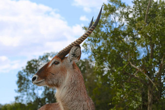 肖像非洲大羚羊马赛玛拉国家公园肯尼亚
