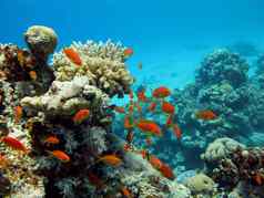珊瑚礁橙色鱼anthias热带海