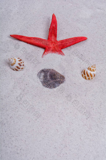 红色的海星贝壳沙子背景