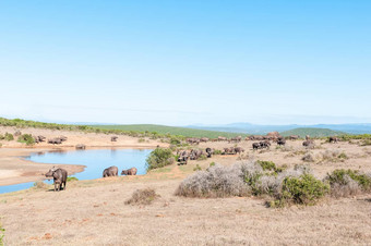 群非洲水牛大象