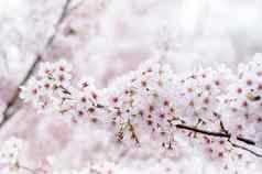 樱桃开花软焦点樱花季节春天首尔南韩国背景
