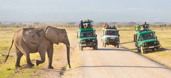 elephantt穿越污垢roadi安博塞利肯尼亚