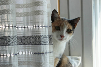 三色的猫首页年轻的masyanya坐着窗台上直窗帘