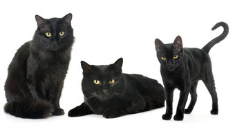 家庭黑色的猫