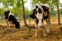 行黑色的白色牛奶牛农场泰国焦点