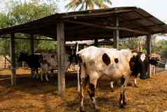 行黑色的白色牛奶牛农场泰国焦点