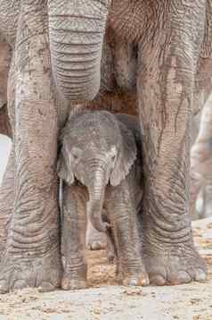 小大象小腿母亲腿