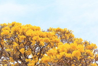 关闭<strong>黄色</strong>的<strong>花开</strong>花春天时间天空背景