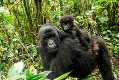 妈妈。山大猩猩婴儿大猩猩维龙加国家公园