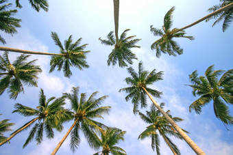 <strong>椰子棕榈</strong>树蓝色的天空