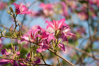 蝴蝶树兰花树紫色的<strong>紫荆花</strong>