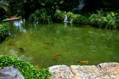 日本组合成的鲤鱼游泳花园池塘