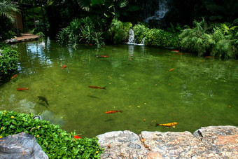 日本组合成的<strong>鲤鱼游泳</strong>花园池塘