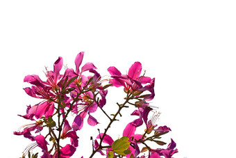 紫荆花花