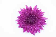 紫罗兰色的菊花花孤立的白色背景