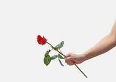 女手持有单红色的玫瑰孤立的白色后台
