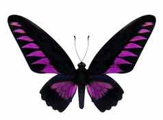 粉红色的蝴蝶翅翅目布鲁克亚纳孤立的白色后台支持