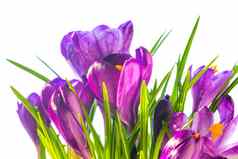 春天花花束紫色的番红花