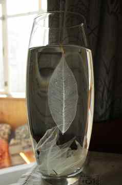 场大病叶子热带榕属植物热带榕属植物benjamina玻璃花瓶